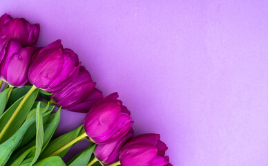 Fototapeta premium mother's day background. view from above. Beautiful bouquet of purple tulips on a purple background.