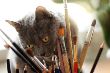 gray cat chooses brushes and pencils for drawing. aspiring artist