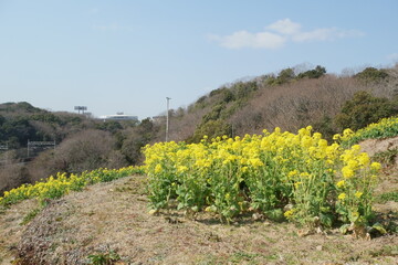 神戸総合運動公園の菜の花