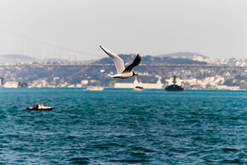 Fototapeta premium Seagull flying over the sea.