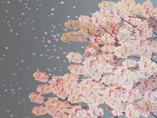 桜花吹雪枝左グレーバック_横