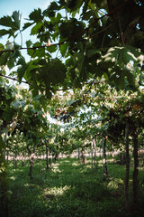 grape harvest, Italian wine and basket grape