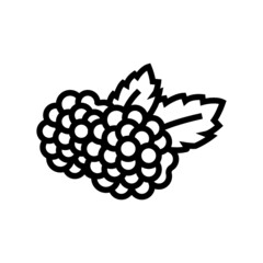 blackberry berry line icon vector. blackberry berry sign. isolated contour symbol black illustration