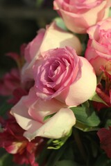 bouquet of roses in a garden