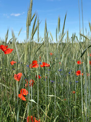 Mohnblume, Mohnblumen, Kornblume, Feld