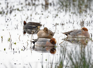 wigeon resting on somerset marsh UK