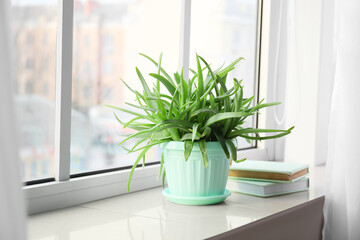 Pot with green aloe vera houseplant and books on window sill