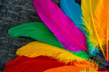 colorful feathers background