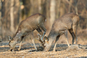 Roe deer couple in the forest