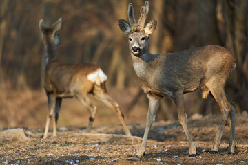 Roe deer couple in the forest