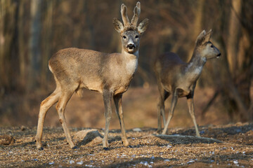 Roe deer couple in the forest