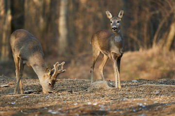 Roe deer couple in the forest