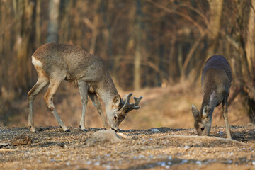 Roe deer couple in the forest