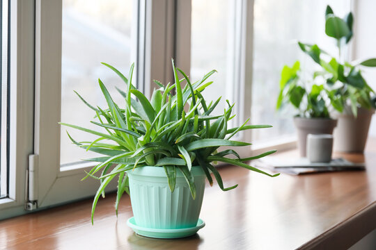 Fototapeta Green aloe vera houseplant on window sill