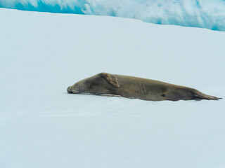 Seal resting on an ice floe, Paradise Bay, Antarctic Peninsula, Antarctica