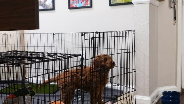 Owner Puts Mini Goldendoodle Puppy Inside Her Pen For Training With Positive Punishment or Negative Reinforcement In The House. Dog Looks Sad When Left Alone. static