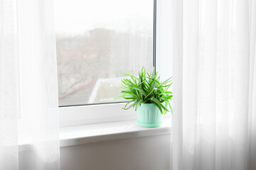 Pot with green aloe vera houseplant on window sill