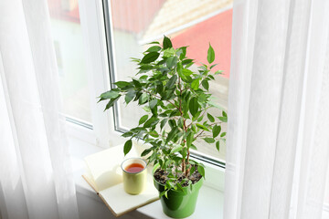 Green houseplant, cup of tea and book on window sill