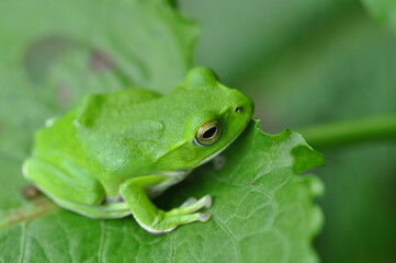 シュレーゲルアオガエル