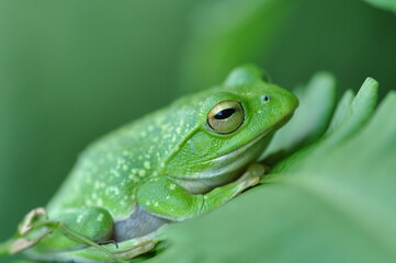 シュレーゲルアオガエル