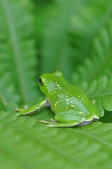 シュレーゲルアオガエル