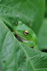 シュレーゲルアオガエル