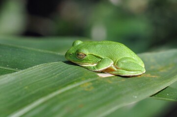 シュレーゲルアオガエル