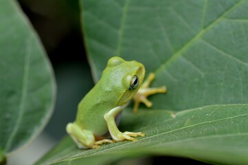 シュレーゲルアオガエル