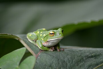 シュレーゲルアオガエル
