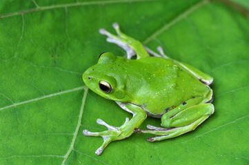 シュレーゲルアオガエル