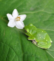 シュレーゲルアオガエル