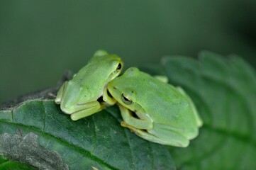 シュレーゲルアオガエル