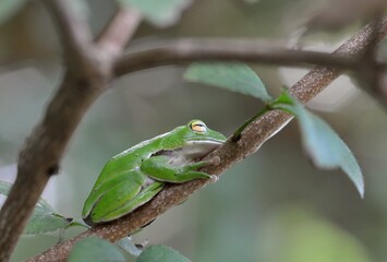シュレーゲルアオガエル