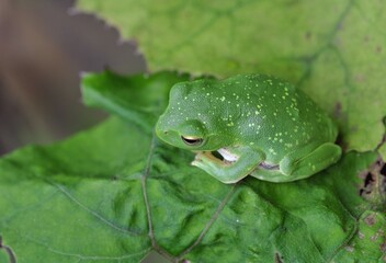シュレーゲルアオガエル