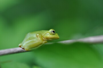 シュレーゲルアオガエル