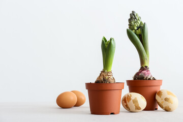 Pots with beautiful hyacinth plants and Easter eggs on light background
