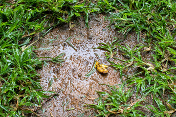 A muddy puddle in a green lawn in the soft summer rain