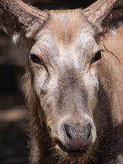 Portrait of an old deer in profile in summer.