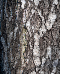 Bark of birch in the cracks texture