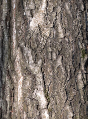 Bark of birch in the cracks texture