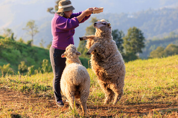 Happily senior woman with her sheeps in field on mountain farmland, She feeding and playing with...