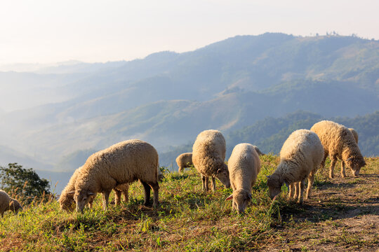 Flock of sheep grazing in a hill at sunrise in the morning and mountain fog clear sky background .