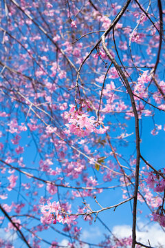 Cherry blossom, Mai Anh Dao prunus cerasoides flower in blue sky in Lac Duong, Da Lat, Lam Dong, Viet nam, Pink blossoms on the branch with blue sky during spring blooming
