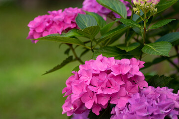 Hydrangea macrophylla bigleaf flowers in bloom, group of pink purple hortensia flowering plants