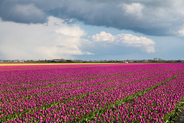 Dark clouds and sunshine over a flower field with purple tulips in Holland