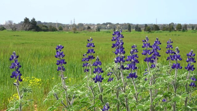 Lupine blooms alongside a field of wheat and barley