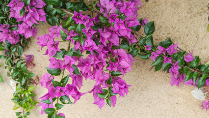 Part of a beautiful magenta colored plant with beach sand in the background found in the tropical part of Keta Ghana