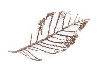 dry leaf isolated on white background