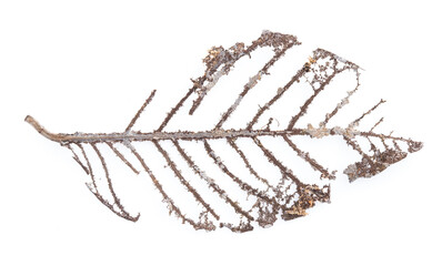 dry leaf isolated on white background