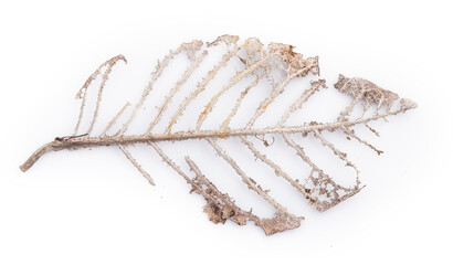 dry leaf isolated on white background